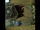 Bloc-Party-Blue-Ligh