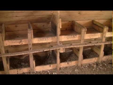 Как правильно построить курятник Как правильно построить курятник