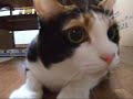 猫に座布団 - Cat likes jump and hiding.