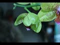 Yellow Phalaenopsis Orchid Bud Opens
