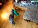 Penny and the Bear
