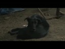 Phil the Dog