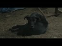 Phil the Dog