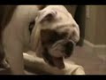 Bulldog surprise