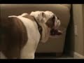 Bulldog surprise
