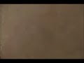 Bulldog surprise