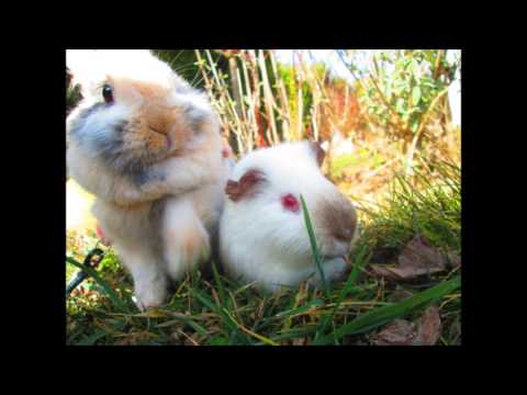 Gommette's video (Rodents - ) - Pour noisette ♥♥ Yummypets : social network for rodents