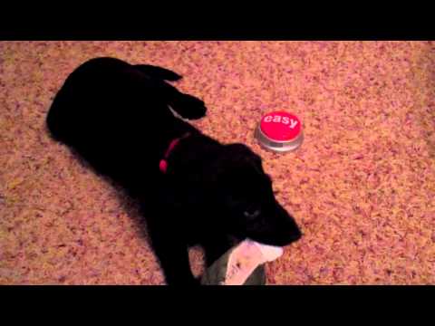 Puppy Clicker Training – 10 Week Old Black Lab Learning to Push the “Easy” Button Part 5
