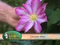 Clematis Garden of Gail Austin Clematis Garden of Gail Austin