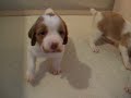 BB mystic dolby & Mystic  www.canipat.com