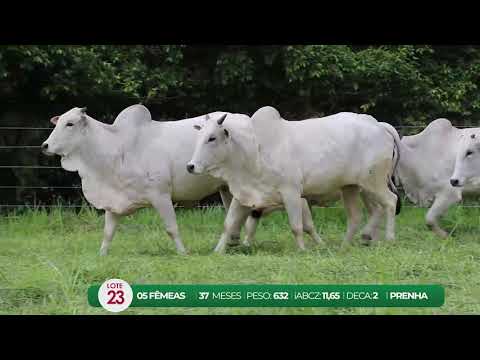 LEILO VIRTUAL FMEAS AGROPECURIA RIBEIRPOLIS