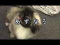 The Story Of Healty DOG ,ExtraChapter.?????? ???)