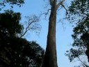 Ta Prohm forest temple