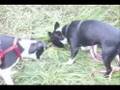 Boston Terrier Fun - Rolling On A DEad MoUsE!!!