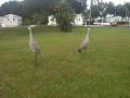 I uploaded a YouTube video -- @craigshipp [Sand Hill Cranes at Sun-N-Fun http://choose...] http://bit.ly/6wLVNq