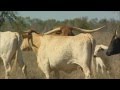 Texas Longhorn Wagon Tours at Leahton Park