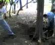 La Tumbada del Arbol: Continua