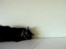 Stoute poes