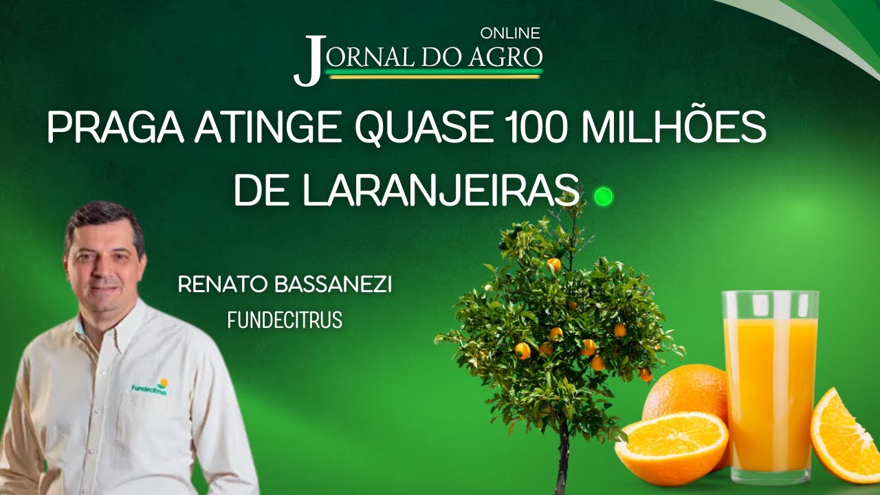 SUCO DE LARANJA EM RISCO? DOENÇA ATINGE QUASE 100 MILHÕES DE ÁRVORES NO CINTURÃO CITRÍCOLA