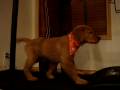 videos de Peanut Treadmill Training 2