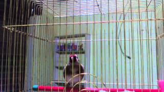 Chardonneret Bordj Bou Arreridj Cheb Nima MOV019
