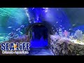 Sea Life Orlando Aquarium Vs Seaworld