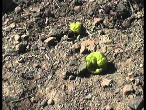 how to grow scotch bonnet