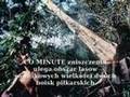 Save Our Rainforests - Równikowe Lasy Deszczowe