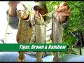 Ride the Tiger Trout (Remake)