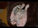 RAMON LO SPHYNX SPAGNOLO RAMON LO SPHYNX SPAGNOLO