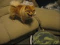 Violet the Pomeranian loves her Llama