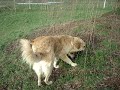 AKIRA splendida cagnolina