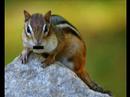 chipmunk