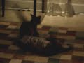 Cat Fight