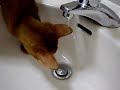 ?????????? Cat Nina doesn\