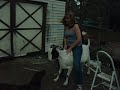 in case any one is wondering....Yes, u can ride a goat!!! this is Similac (named because he was bottle fed). my Dad sold him to my friend jackie who could not stomach the thought of him being sold at an auction. he resides in peace and tranquility (mostly!) at her farm.