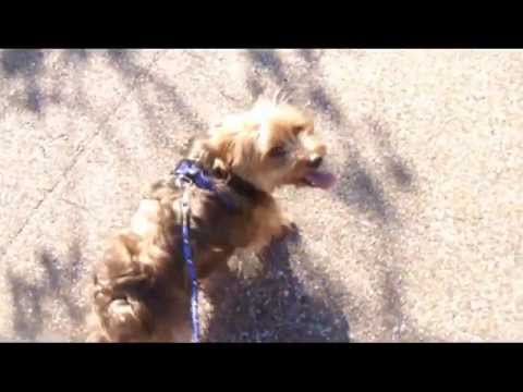 how to fit ezydog chest plate harness