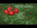 Tomato Experiment
