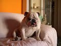 SLEEPING BULLDOGS RENEW