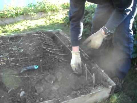 how to transplant blackcurrant bushes