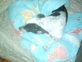 My Pets