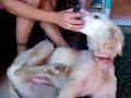 galgo ahorcado