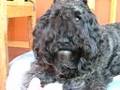 Bouvier-des-Flandres