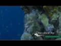 videos de Buccament Bay 5* Beach Resort, St Vincent, Caribbean
