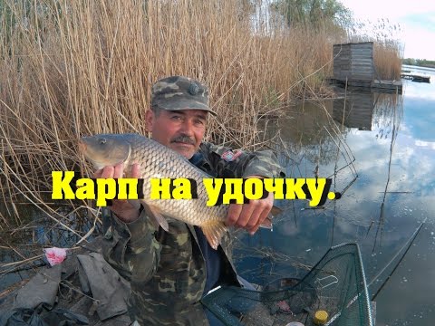 наше лучше карп клюет наше лучше карп клюет