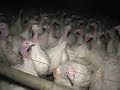 Tierschutz Massentierhaltung Hinter den Kulissen