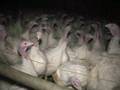 Tierschutz Massentierhaltung Hinter den Kulissen