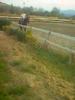 1° galoppo decio Agosto 2007 Playhorse