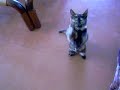 jugando con gatitaa jugando con gatitaa