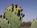 prickly pear developemnt prickly pear developemnt